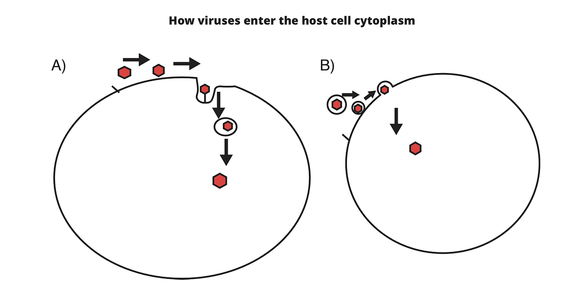 RNA viruses, chapel hill