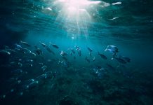 antarctic fish