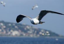 Seabird conservation food