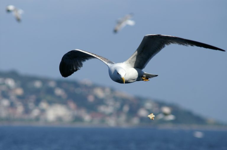 Seabird conservation food