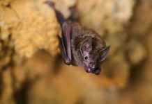 bats Southeast Asia