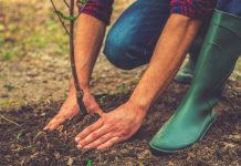 planting trees funding