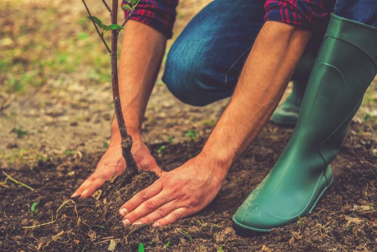 planting trees funding