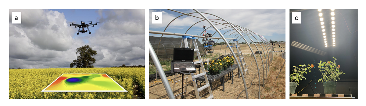 optical sensing, crop management