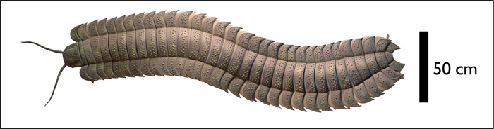 giant millipede