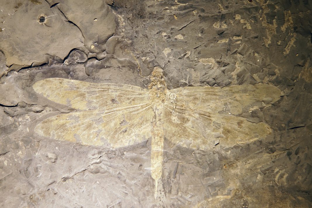fossil insects