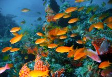 fish soundscapes, restored coral reefs