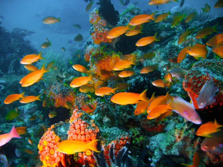 fish soundscapes, restored coral reefs