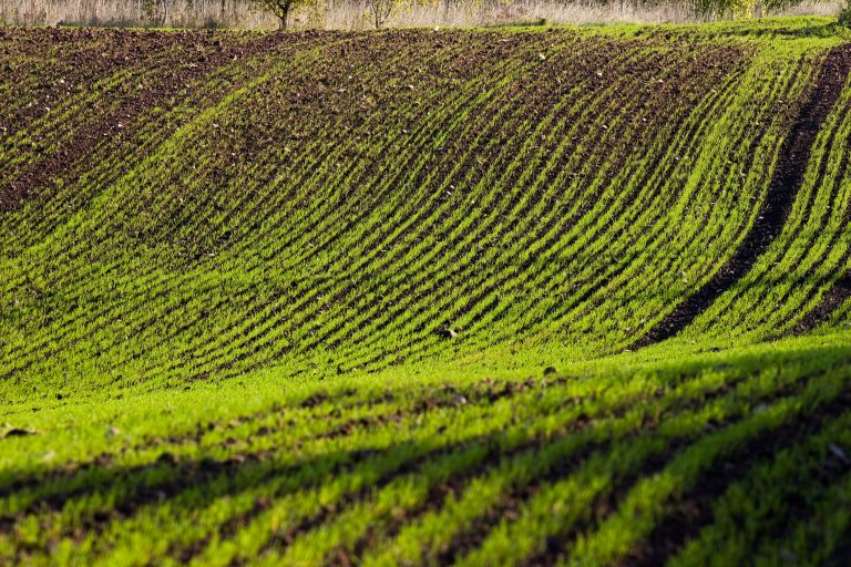 optical sensing, crop management