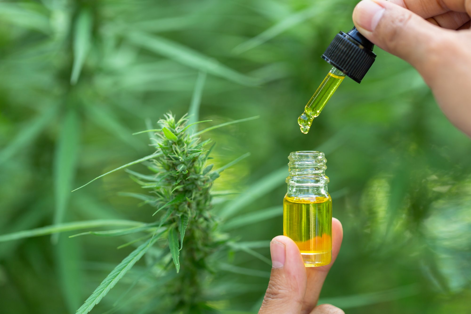 Researching CBD oil for depression