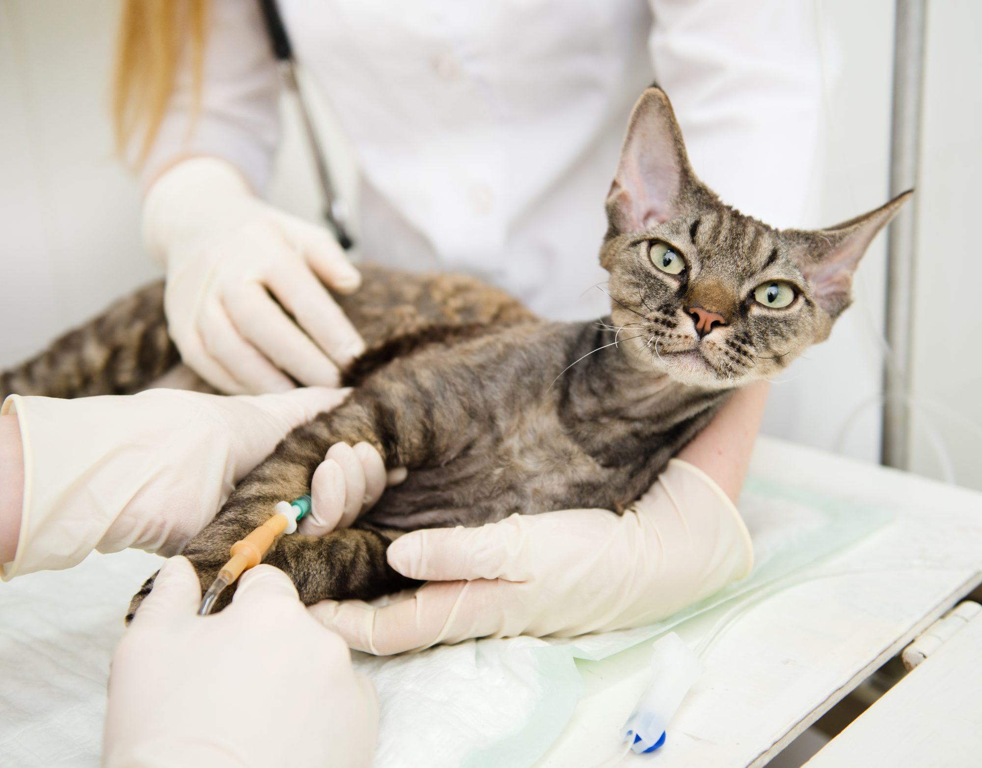 Кошка донор крови. Панлейкопения ринотрахеит кальцивироз. Внутривенное Введение кошке.