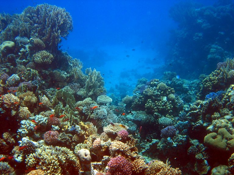Stem cell-based therapy for corals