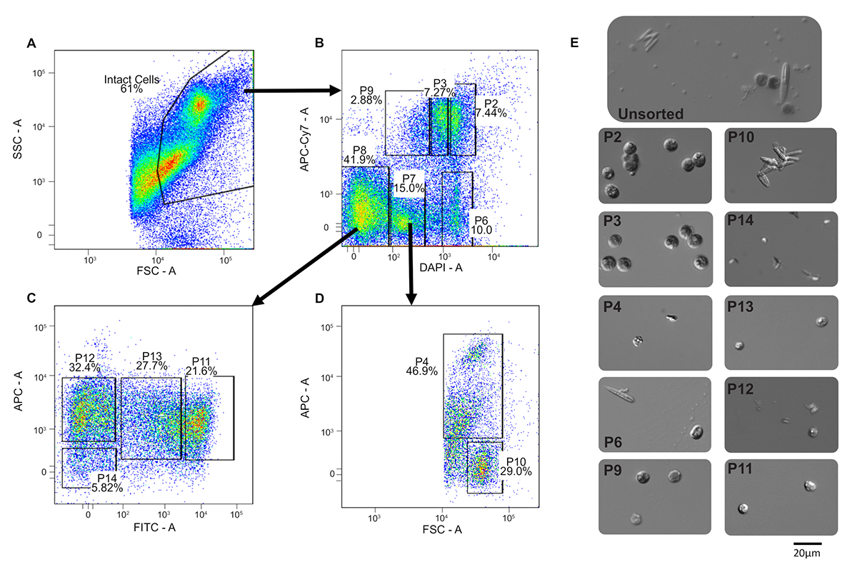 Stem cell-based therapy