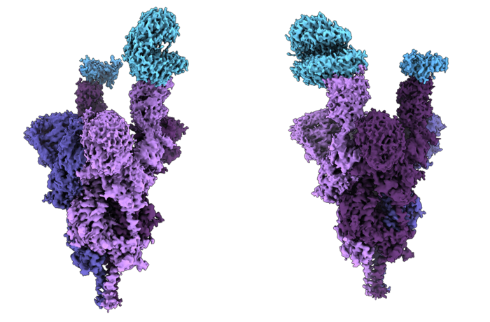 mutations spike protein, spike protein