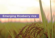 Riceberry Rice