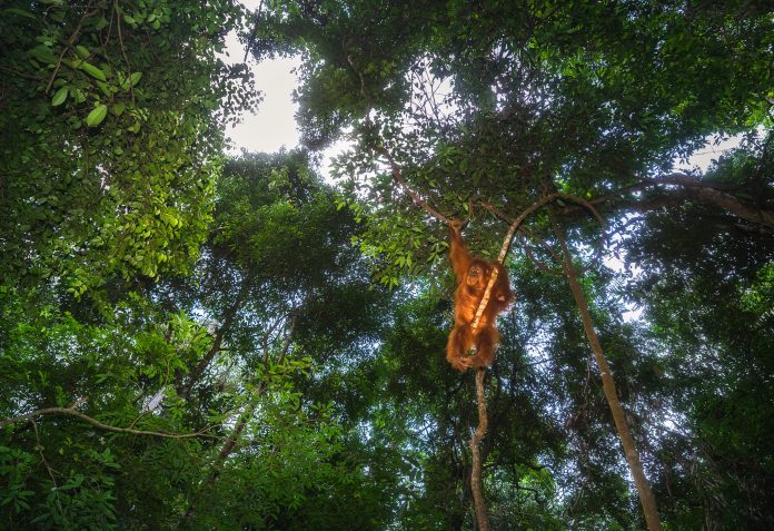 Paris agreement deforestation