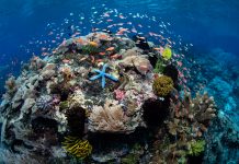 restoring food security, coral bleaching