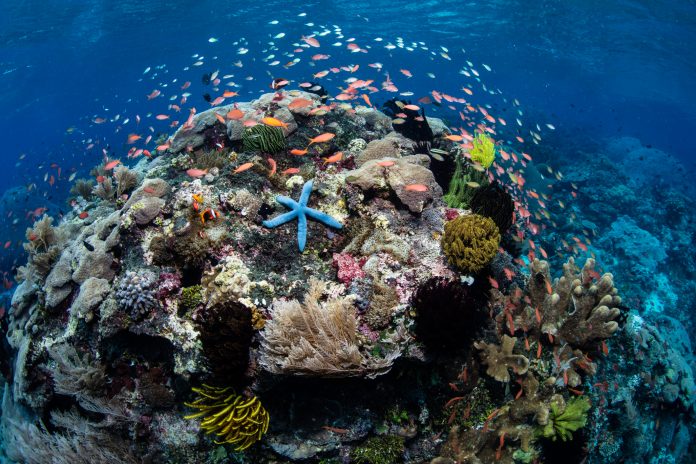 restoring food security, coral bleaching