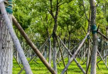 temperate rainforest climate change, afforestation