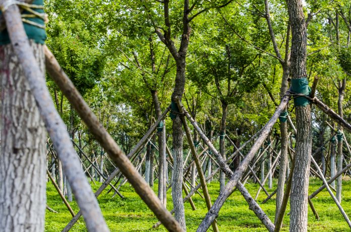 temperate rainforest climate change, afforestation