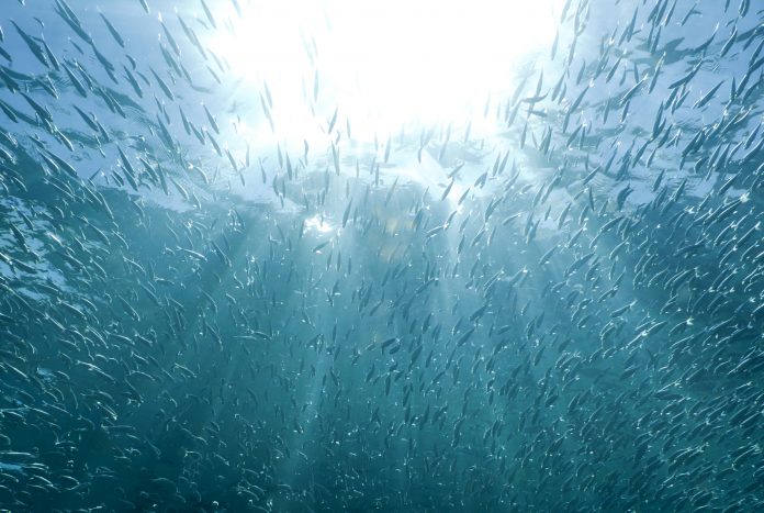 ocean warming, sizes of fish