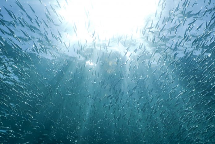 ocean warming, sizes of fish