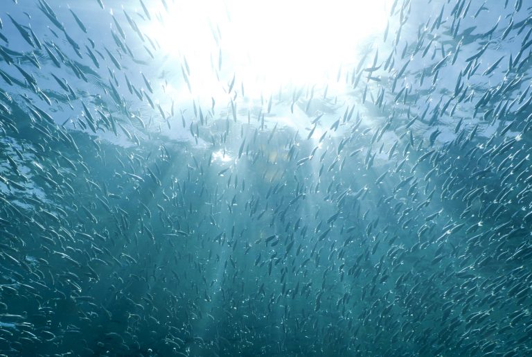 ocean warming, sizes of fish