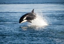 biologging devices, killer whale conservation