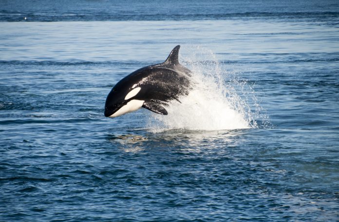 biologging devices, killer whale conservation