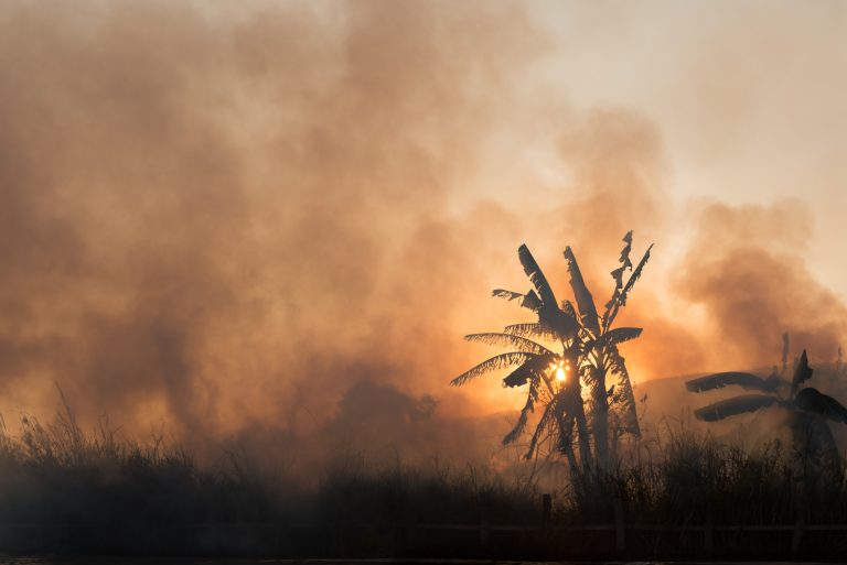 tropical governments, deforestation