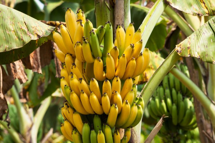 banana peel hydrogen, biochar