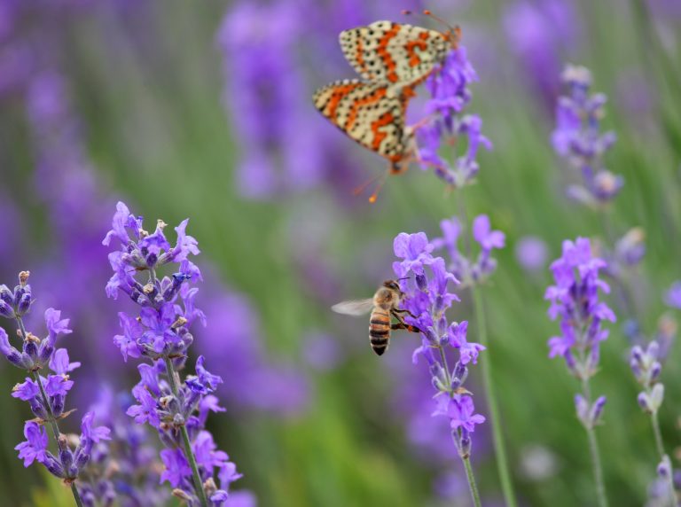 Reversing destruction of biodiversity should be top priority