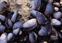 mussel beds