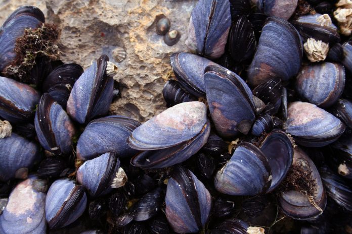 mussel beds