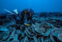 coral reef near tahiti, coral reef