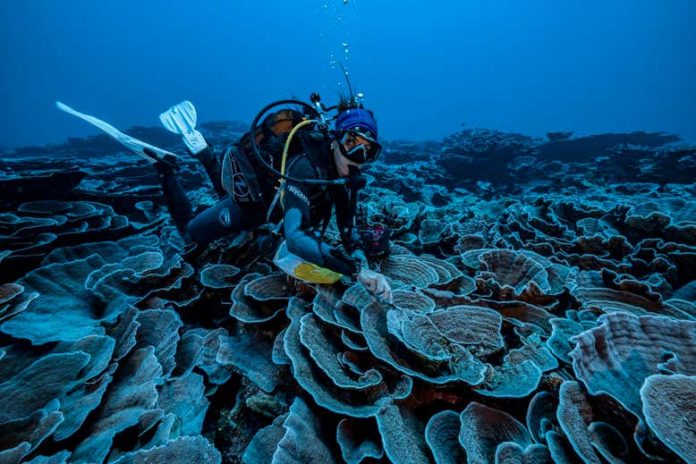 coral reef near tahiti, coral reef