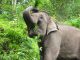 elephant conservation china