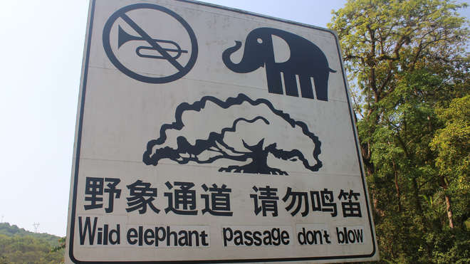 elephant conservation china