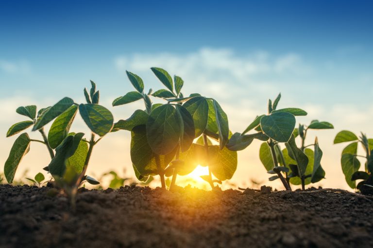 gene soybean, farming