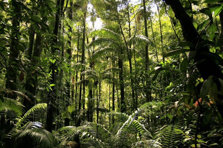 natural regeneration, deforestation