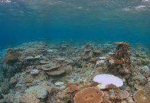 paris agreement coral, coral bleaching