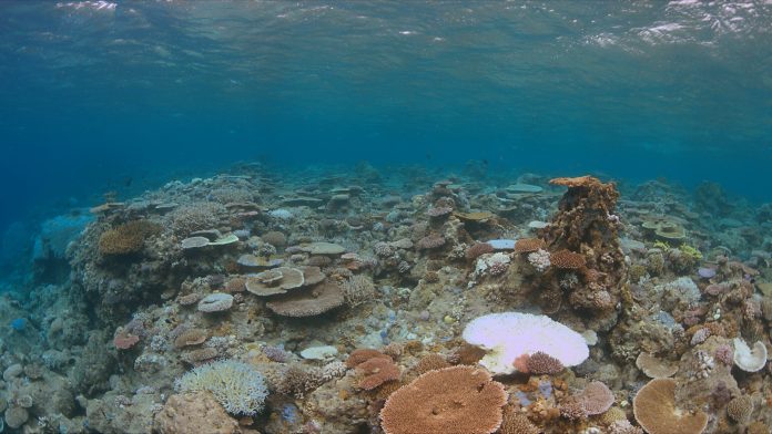 paris agreement coral, coral bleaching