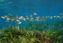 seagrasses methane