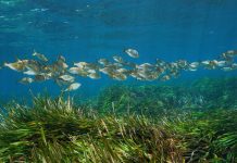 Seagrasses continue to release methane after their die-off