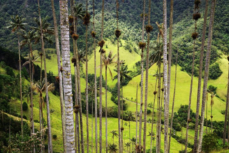 40% of undiscovered tree species will be found in South America