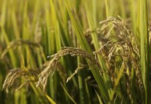 sustainable rice, international food assistance
