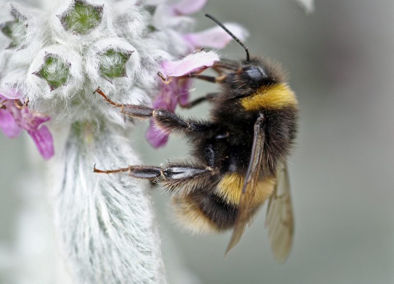 Biology: Helping nature fight back against mass extinction