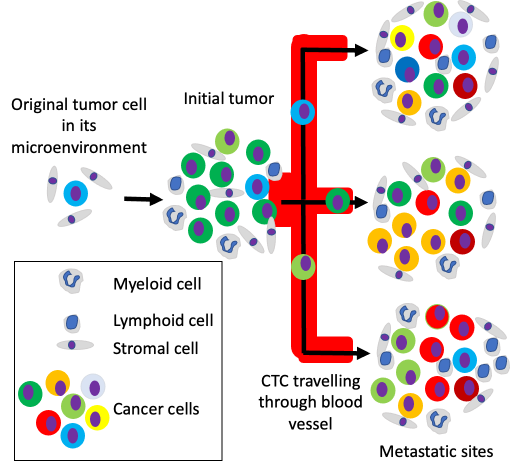 cell heterogeneity