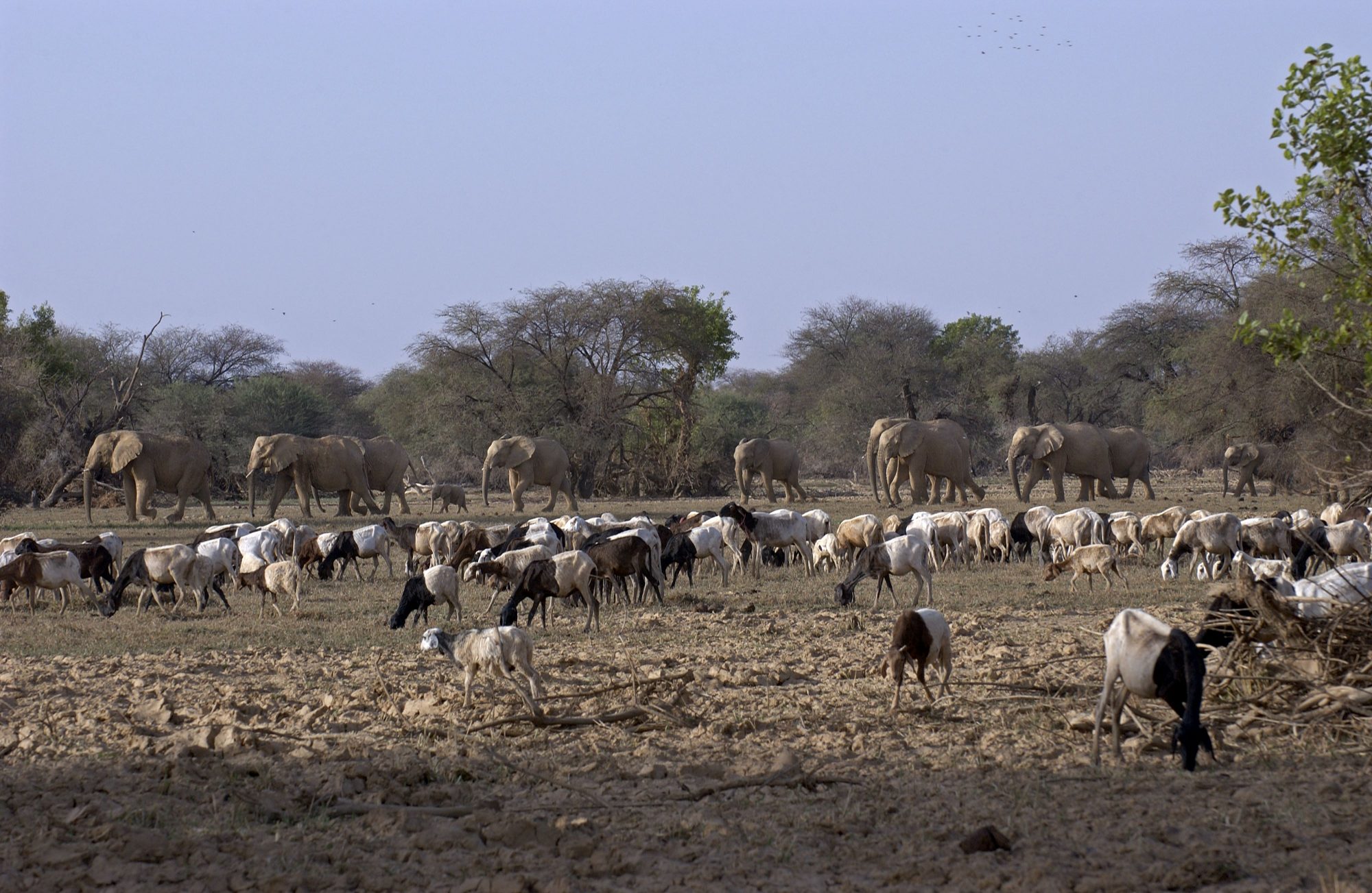 mali elephant, humans and nature