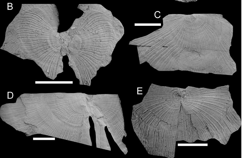 the triassic, REEFCADE